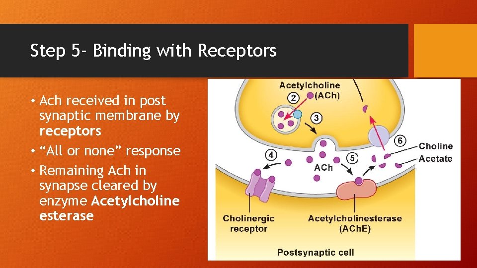 Step 5 - Binding with Receptors • Ach received in post synaptic membrane by