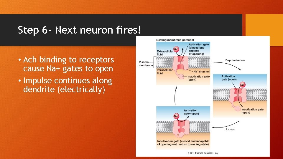 Step 6 - Next neuron fires! • Ach binding to receptors cause Na+ gates