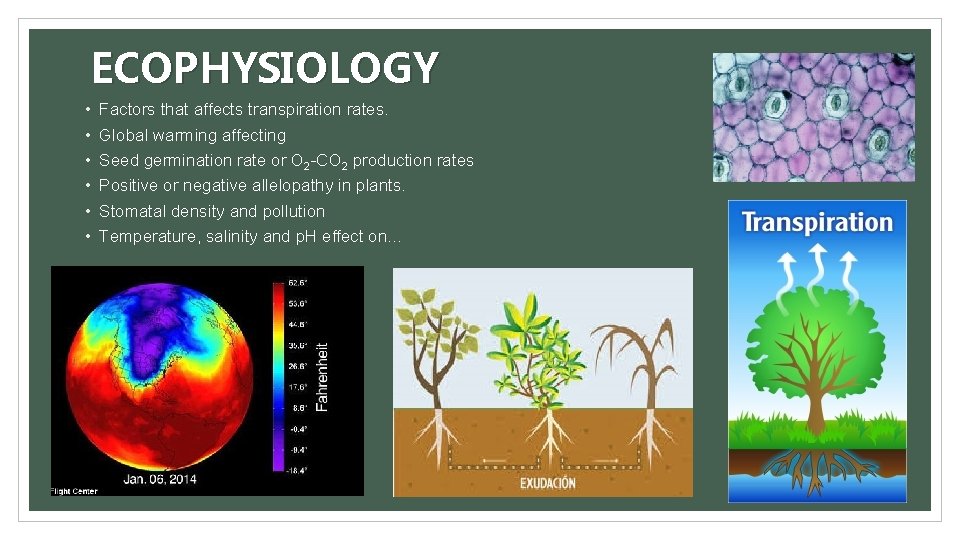 ECOPHYSIOLOGY • • • Factors that affects transpiration rates. Global warming affecting Seed germination