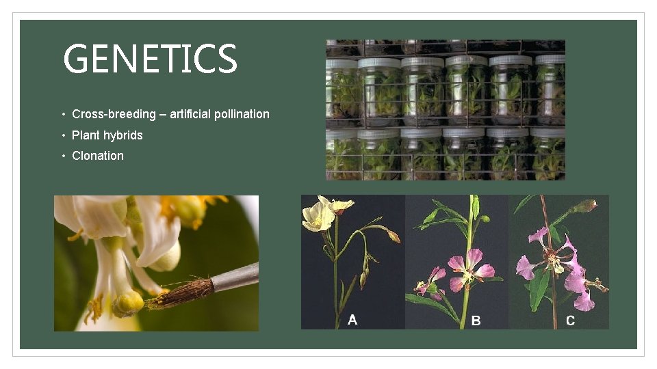 GENETICS • Cross-breeding – artificial pollination • Plant hybrids • Clonation 
