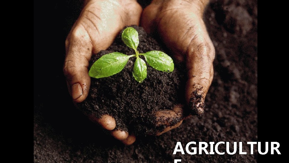 AGRICULTUR 