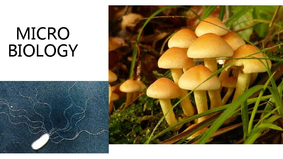 MICRO BIOLOGY 