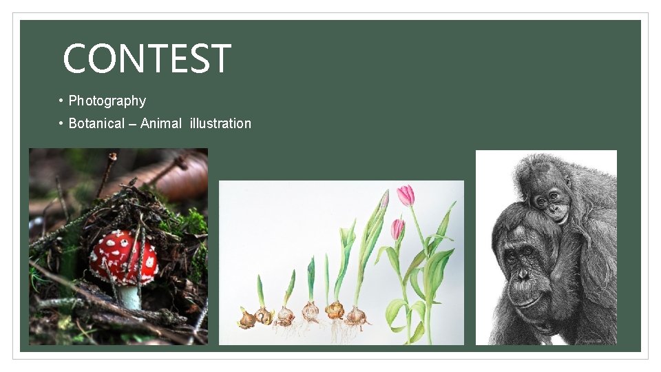 CONTEST • Photography • Botanical – Animal illustration 