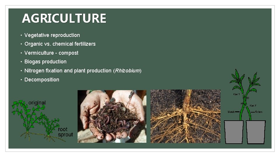 AGRICULTURE • Vegetative reproduction • Organic vs. chemical fertilizers • Vermiculture - compost •