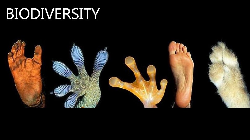 BIODIVERSITY 
