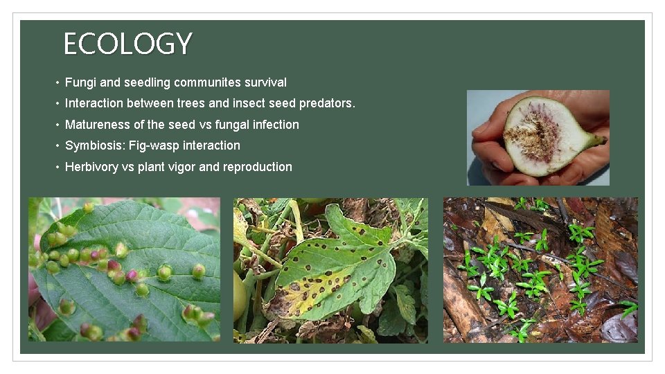 ECOLOGY • Fungi and seedling communites survival • Interaction between trees and insect seed
