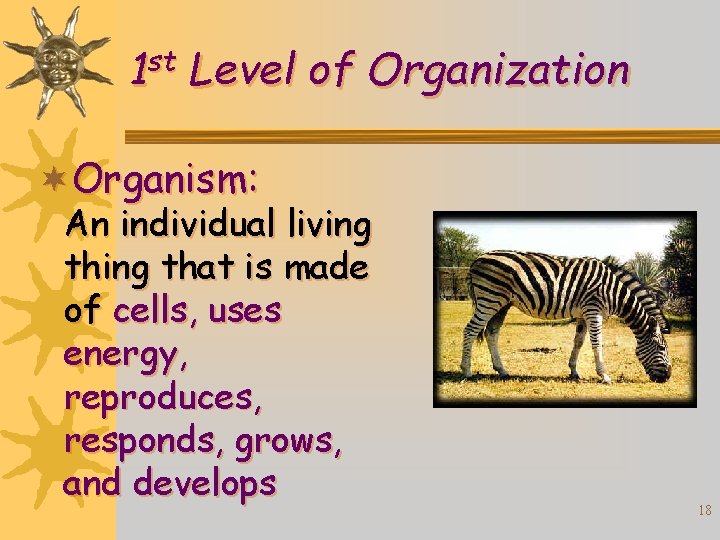 st 1 Level of Organization ¬Organism: An individual living that is made of cells,