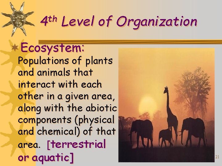 th 4 Level of Organization ¬Ecosystem: Populations of plants and animals that interact with