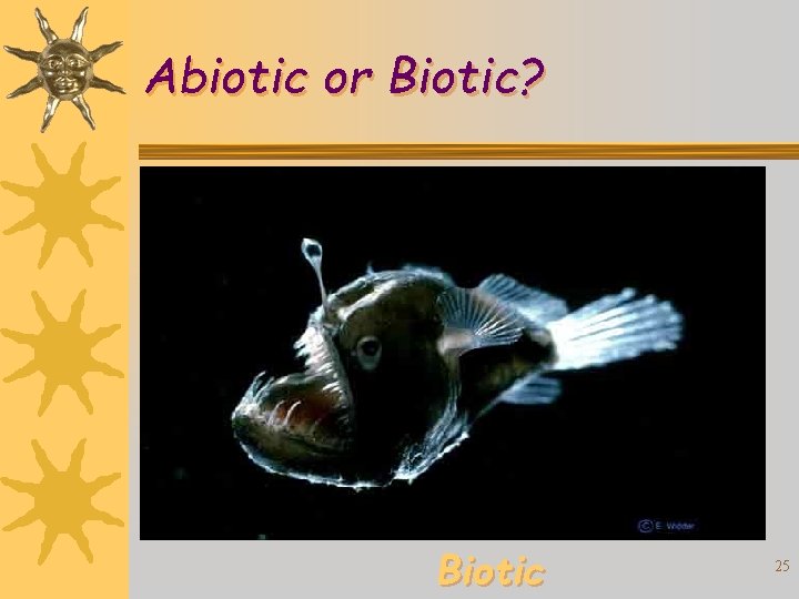 Abiotic or Biotic? Biotic 25 