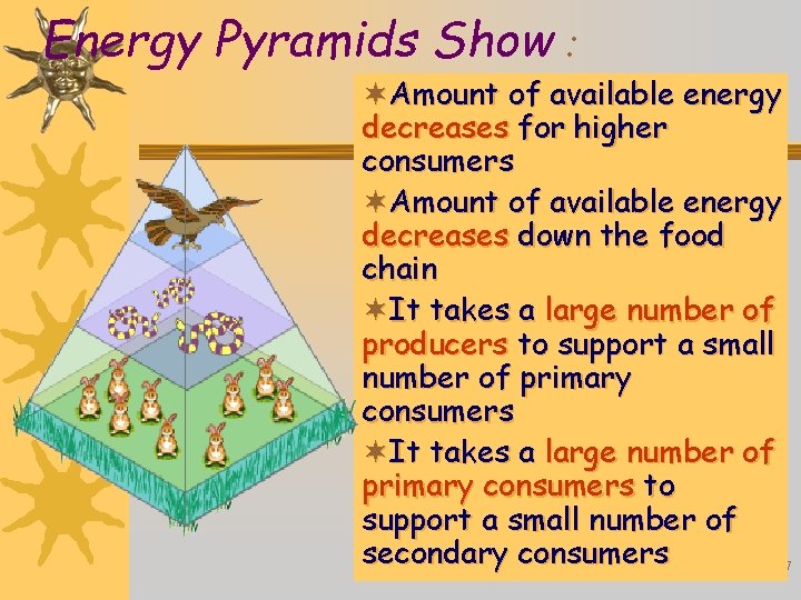 Energy Pyramids Show : ¬Amount of available energy decreases for higher consumers ¬Amount of