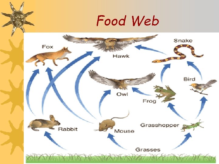 Food Web 38 