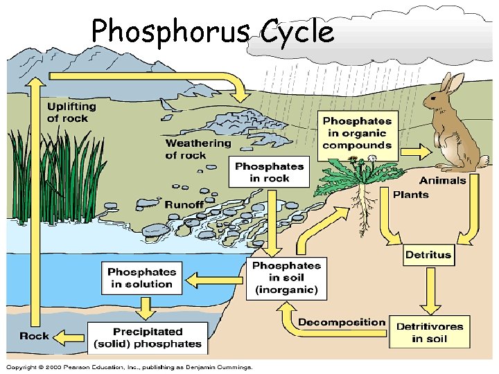 Phosphorus Cycle 45 
