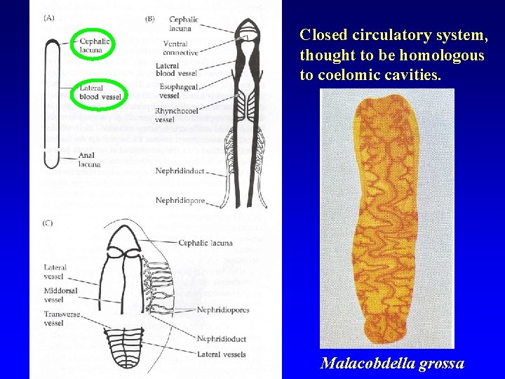 Closed circulatory system, thought to be homologous to coelomic cavities. Malacobdella grossa 