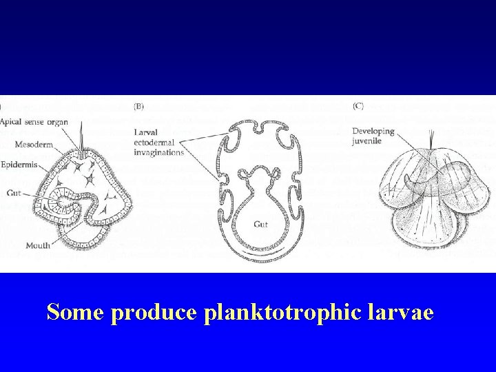 Some produce planktotrophic larvae 