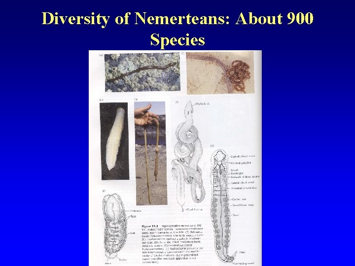 Diversity of Nemerteans: About 900 Species 