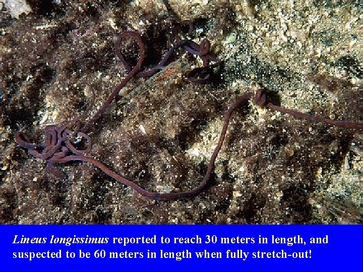 Lineus longissimus reported to reach 30 meters in length, and suspected to be 60