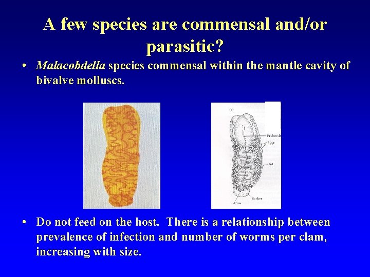 A few species are commensal and/or parasitic? • Malacobdella species commensal within the mantle