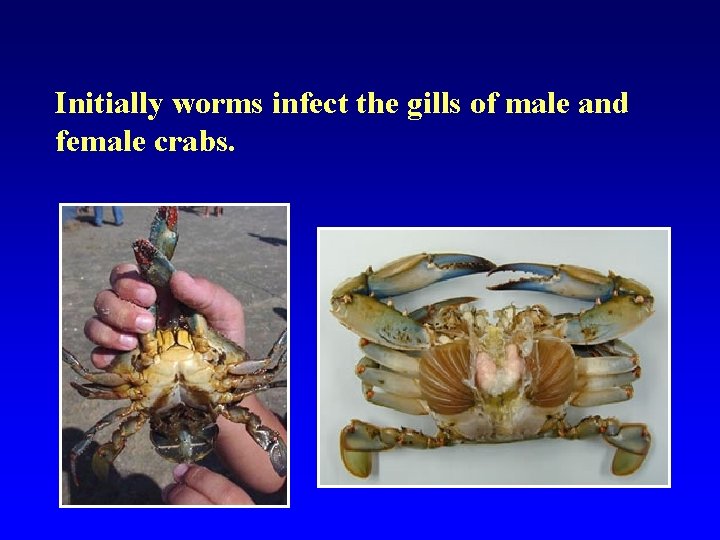 Initially worms infect the gills of male and female crabs. 