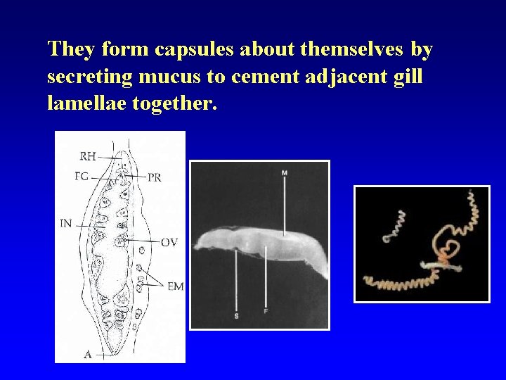 They form capsules about themselves by secreting mucus to cement adjacent gill lamellae together.