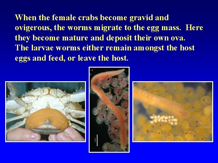 When the female crabs become gravid and ovigerous, the worms migrate to the egg