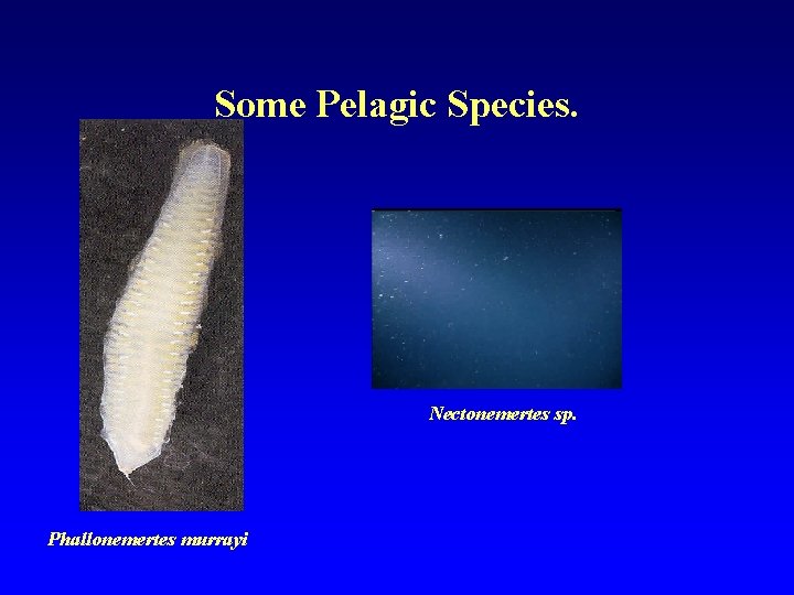 Some Pelagic Species. Nectonemertes sp. Phallonemertes murrayi 