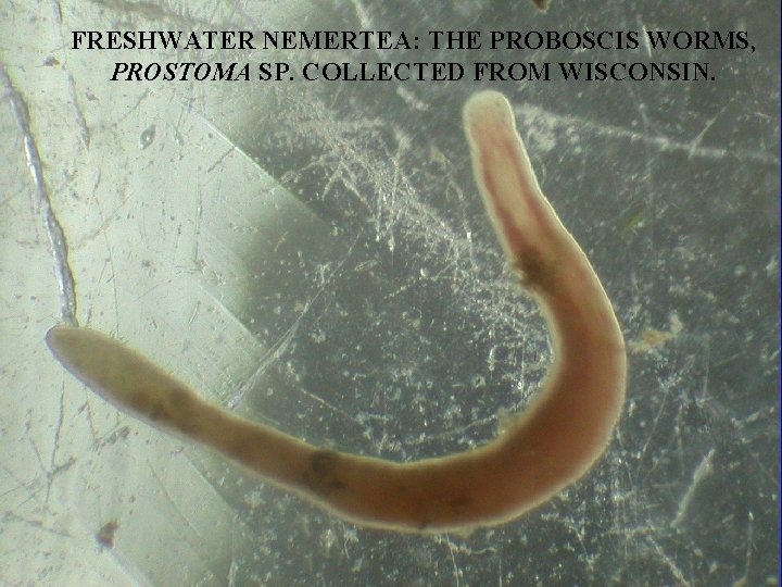 FRESHWATER NEMERTEA: THE PROBOSCIS WORMS, PROSTOMA SP. COLLECTED FROM WISCONSIN. 