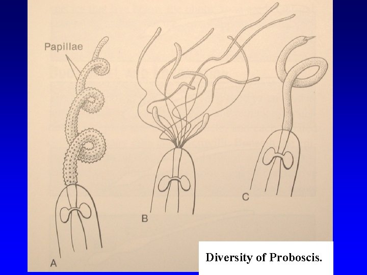 Diversity of Proboscis. 