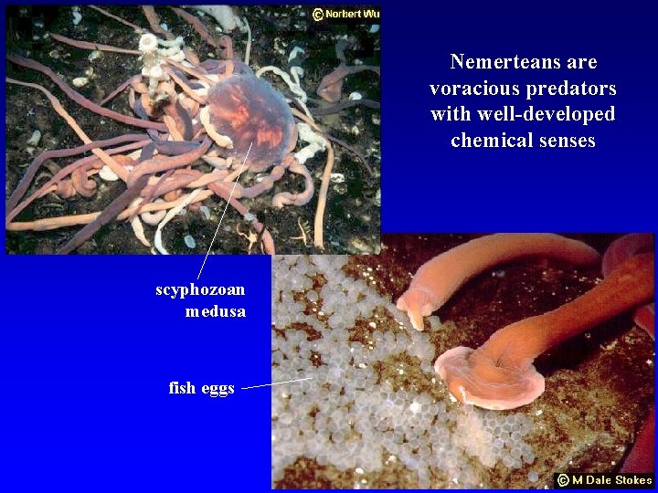 Nemerteans are voracious predators with well-developed chemical senses scyphozoan medusa fish eggs 