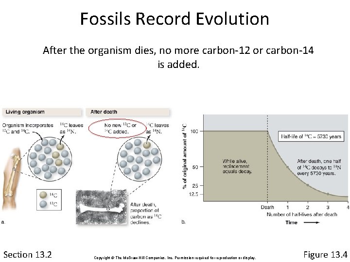 Fossils Record Evolution After the organism dies, no more carbon-12 or carbon-14 is added.