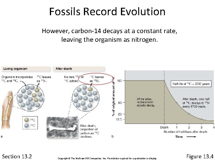 Fossils Record Evolution However, carbon-14 decays at a constant rate, leaving the organism as