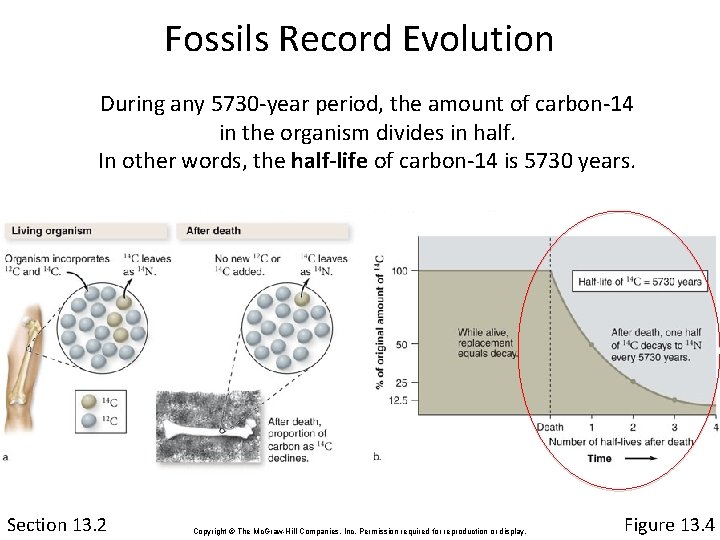 Fossils Record Evolution During any 5730 -year period, the amount of carbon-14 in the