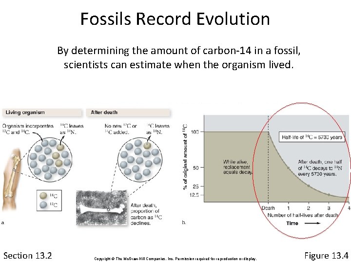 Fossils Record Evolution By determining the amount of carbon-14 in a fossil, scientists can