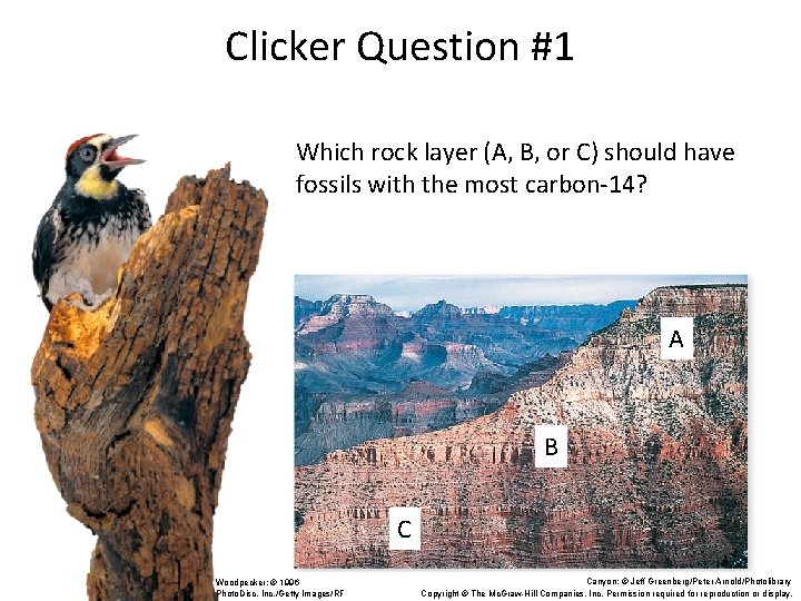 Clicker Question #1 Which rock layer (A, B, or C) should have fossils with