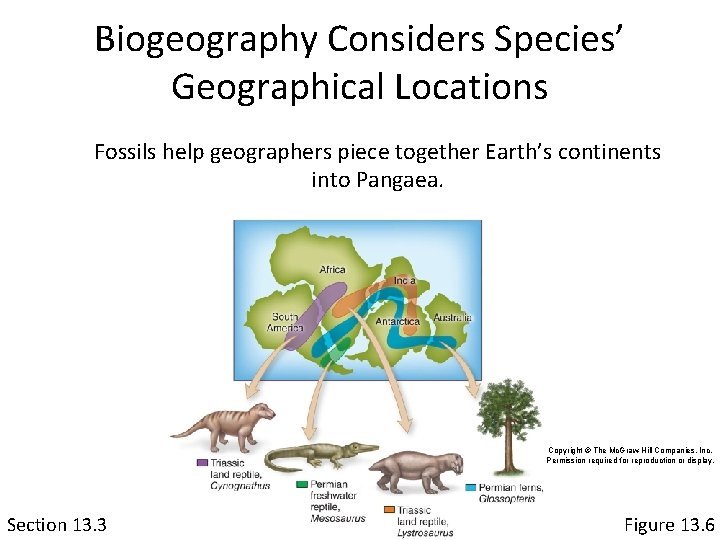 Biogeography Considers Species’ Geographical Locations Fossils help geographers piece together Earth’s continents into Pangaea.