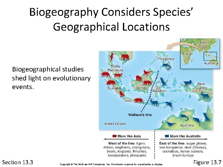 Biogeography Considers Species’ Geographical Locations Biogeographical studies shed light on evolutionary events. Section 13.