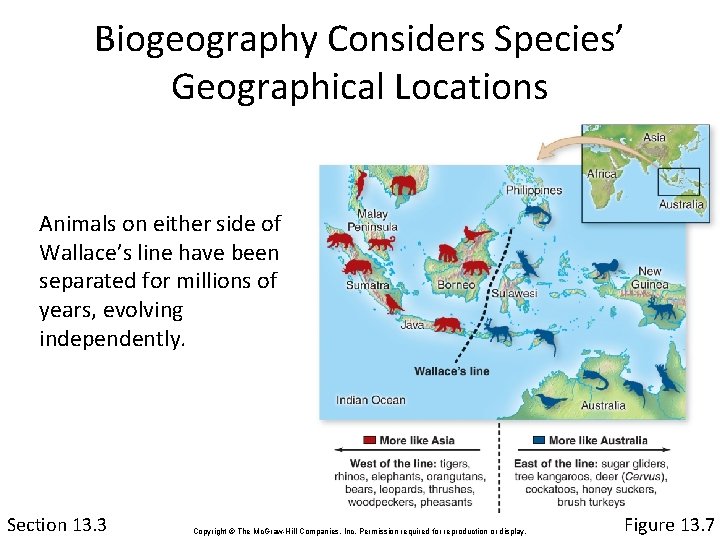 Biogeography Considers Species’ Geographical Locations Animals on either side of Wallace’s line have been