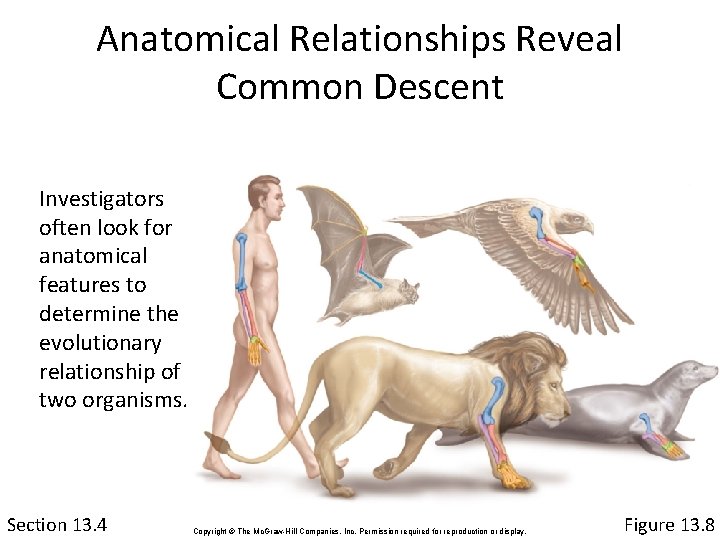 Anatomical Relationships Reveal Common Descent Investigators often look for anatomical features to determine the