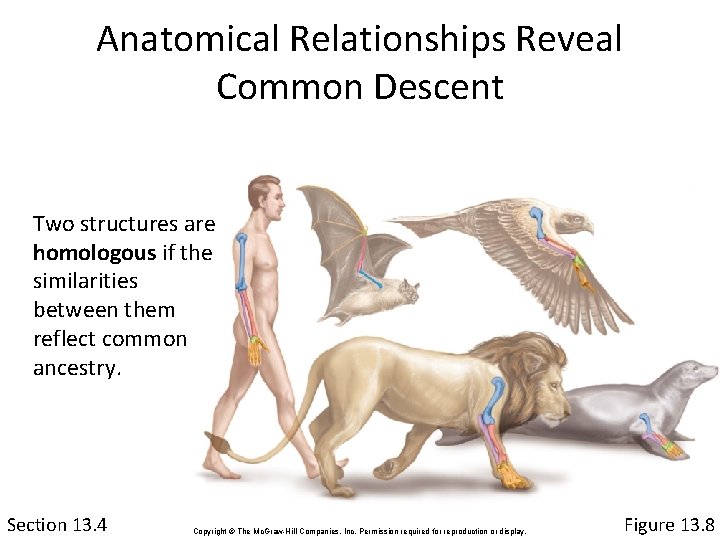 Anatomical Relationships Reveal Common Descent Two structures are homologous if the similarities between them