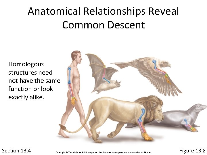 Anatomical Relationships Reveal Common Descent Homologous structures need not have the same function or