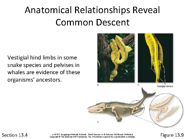 Anatomical Relationships Reveal Common Descent Vestigial hind limbs in some snake species and pelvises