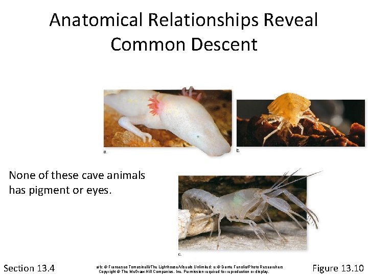 Anatomical Relationships Reveal Common Descent None of these cave animals has pigment or eyes.