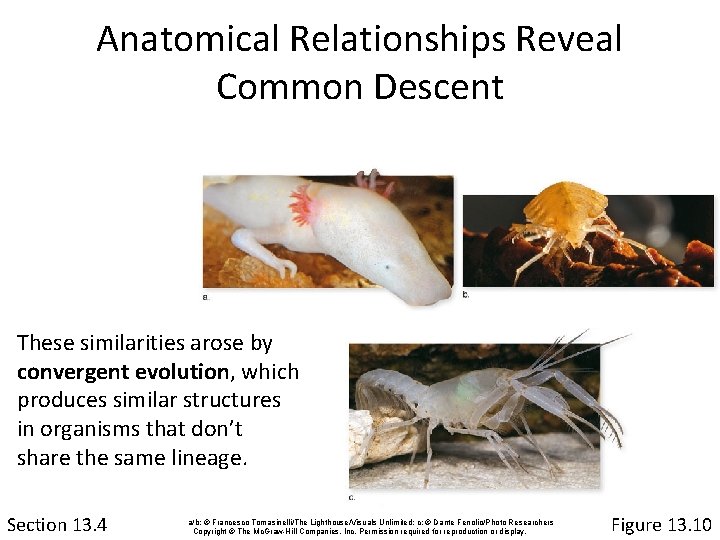 Anatomical Relationships Reveal Common Descent These similarities arose by convergent evolution, which produces similar