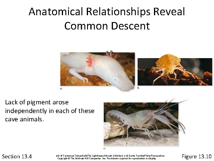 Anatomical Relationships Reveal Common Descent Lack of pigment arose independently in each of these