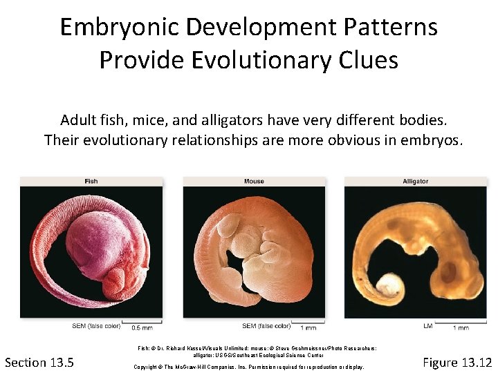 Embryonic Development Patterns Provide Evolutionary Clues Adult fish, mice, and alligators have very different