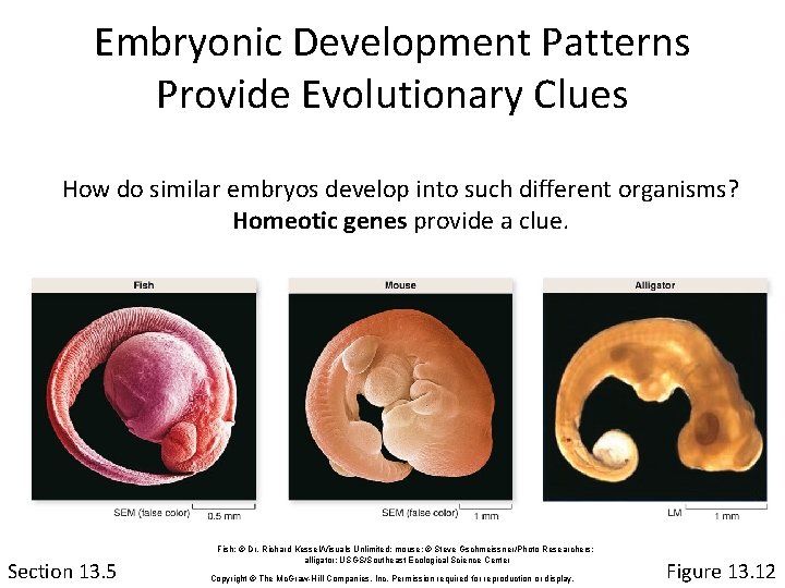 Embryonic Development Patterns Provide Evolutionary Clues How do similar embryos develop into such different