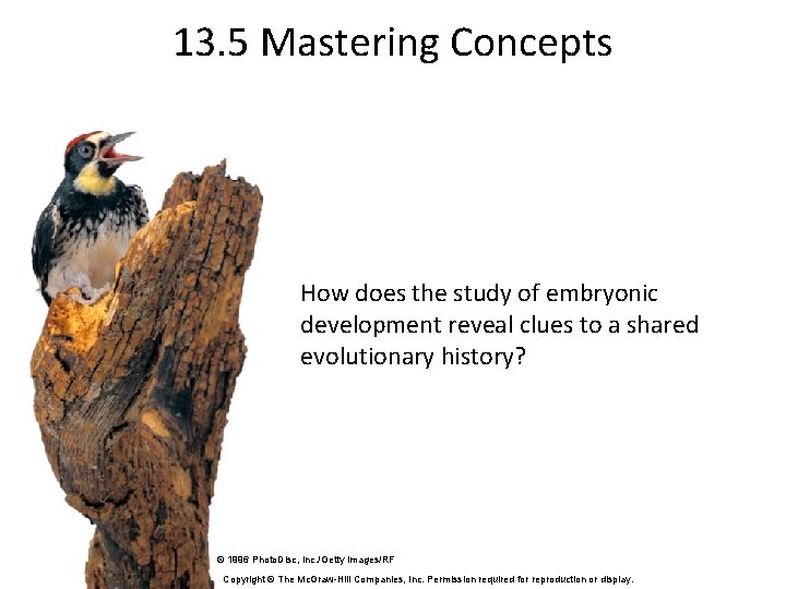 13. 5 Mastering Concepts How does the study of embryonic development reveal clues to