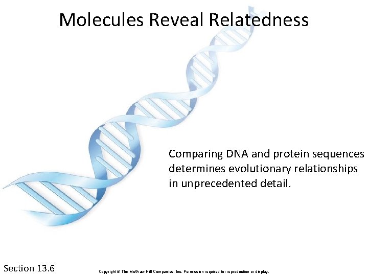 Molecules Reveal Relatedness Comparing DNA and protein sequences determines evolutionary relationships in unprecedented detail.
