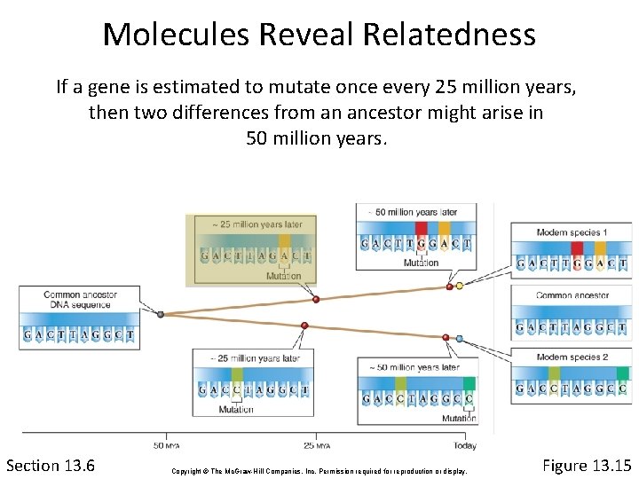 Molecules Reveal Relatedness If a gene is estimated to mutate once every 25 million