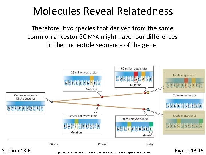 Molecules Reveal Relatedness Therefore, two species that derived from the same common ancestor 50