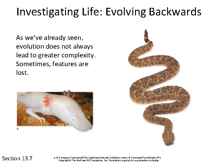 Investigating Life: Evolving Backwards As we’ve already seen, evolution does not always lead to